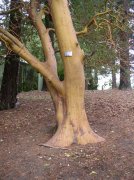 11.06.05 Wildwood Trail 020 